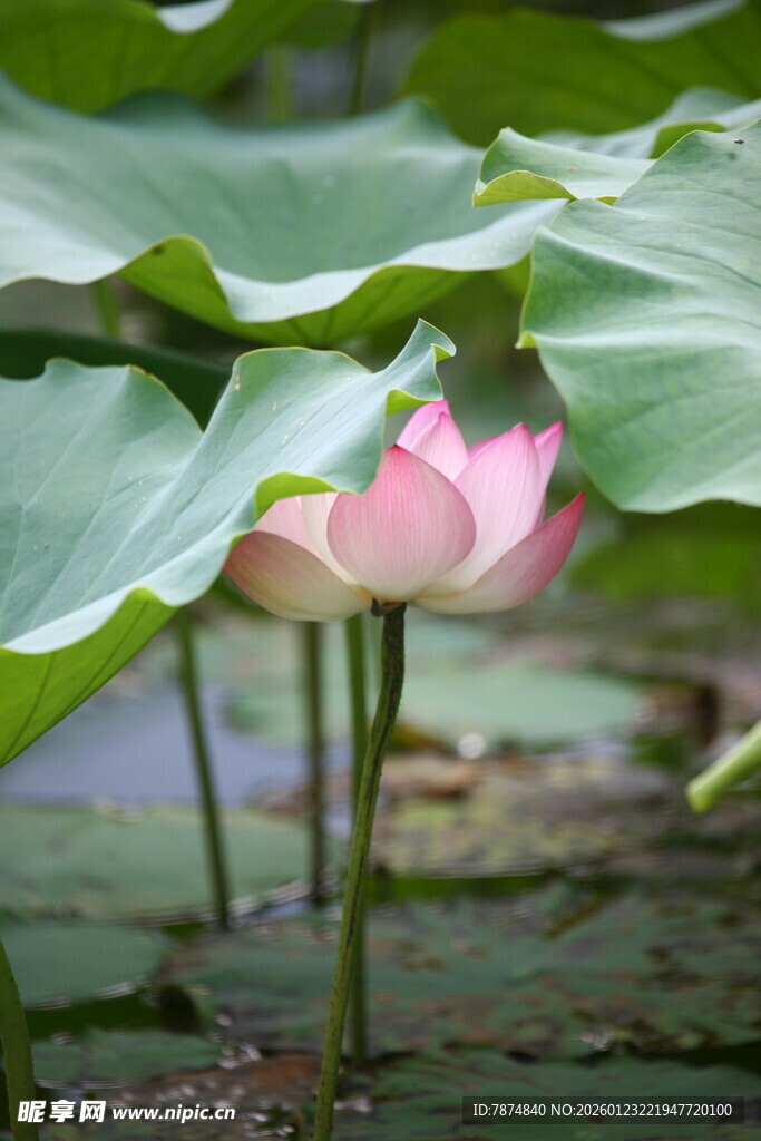 粉色荷花绽放于荷叶间