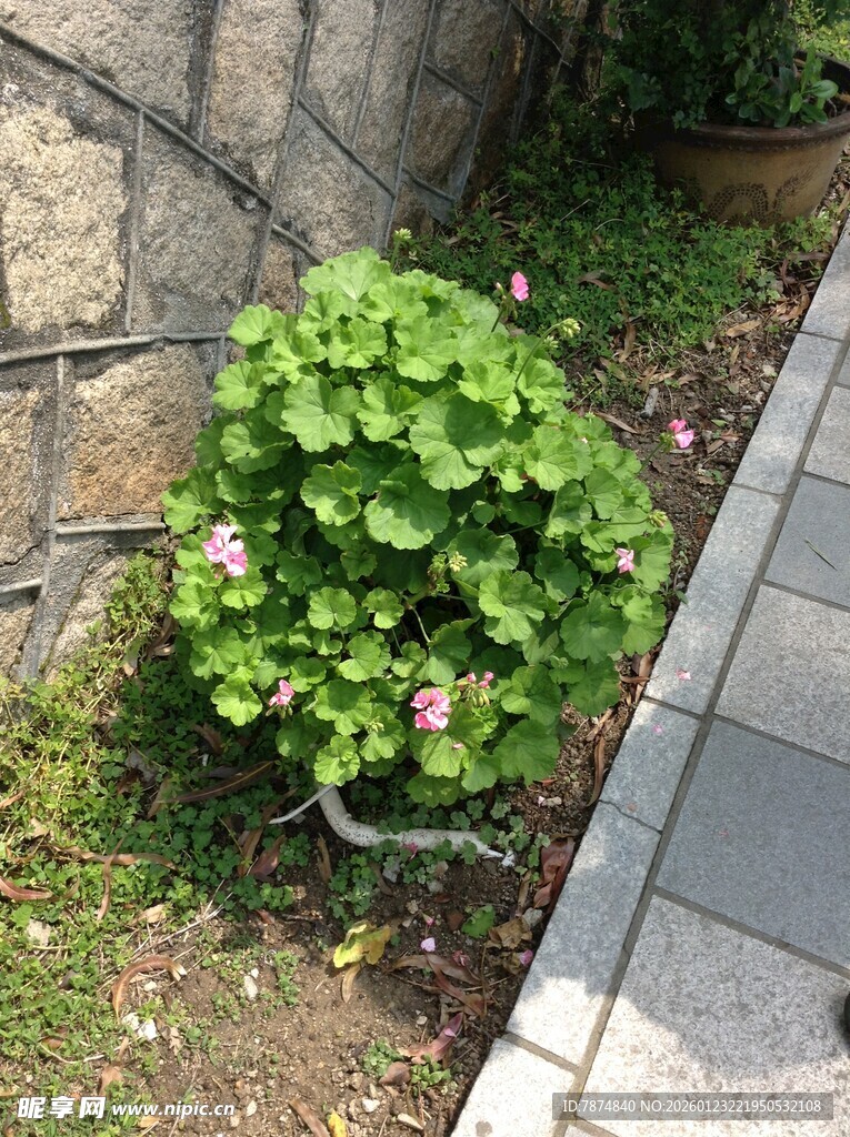 墙边绿植绽放粉色小花