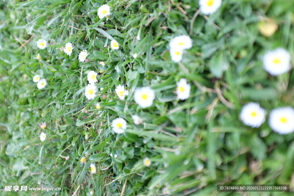 草地上的白色小花绽放