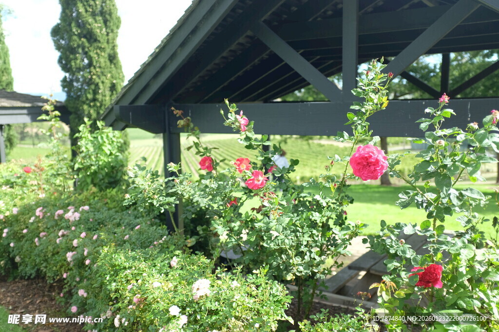 花园中的多彩花卉景观