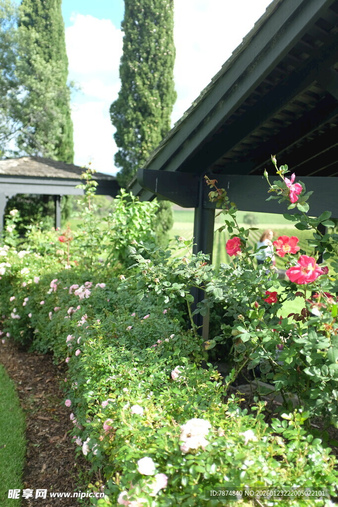 花园中的多彩花卉景致