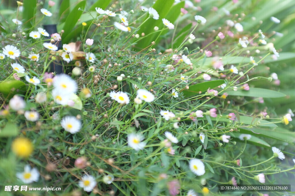 春日烂漫小花丛
