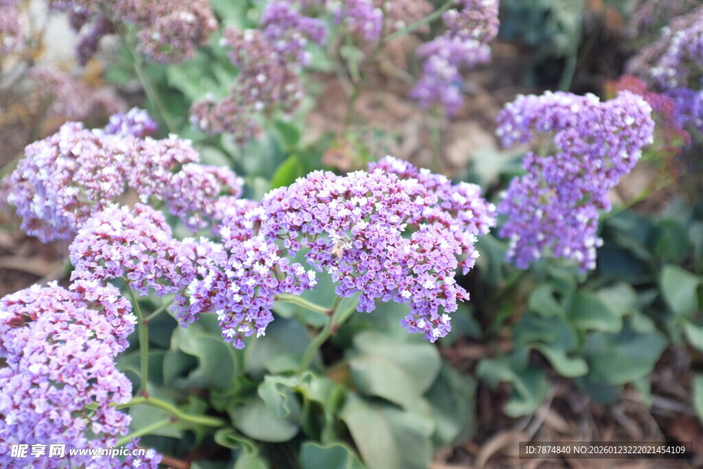 紫色花卉绽放的美丽景象