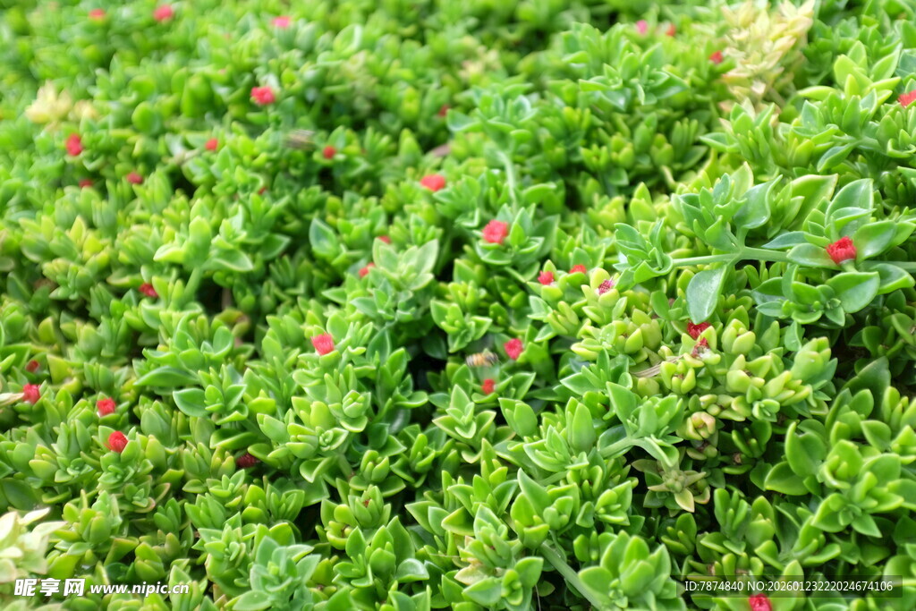 翠绿植物间点缀红色果实