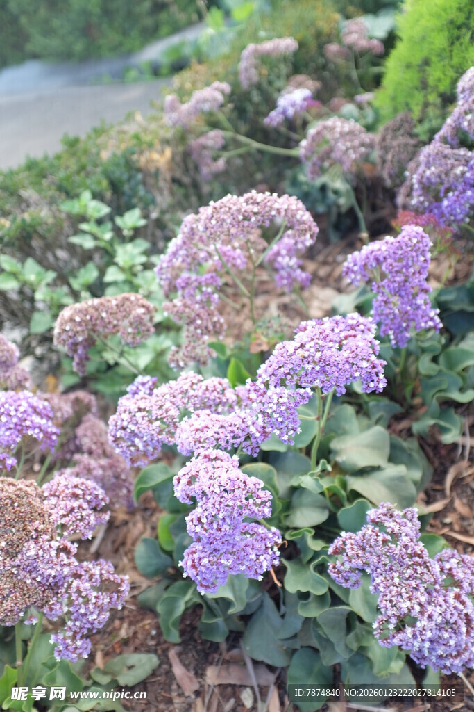 紫色绣球花绽放于绿植间