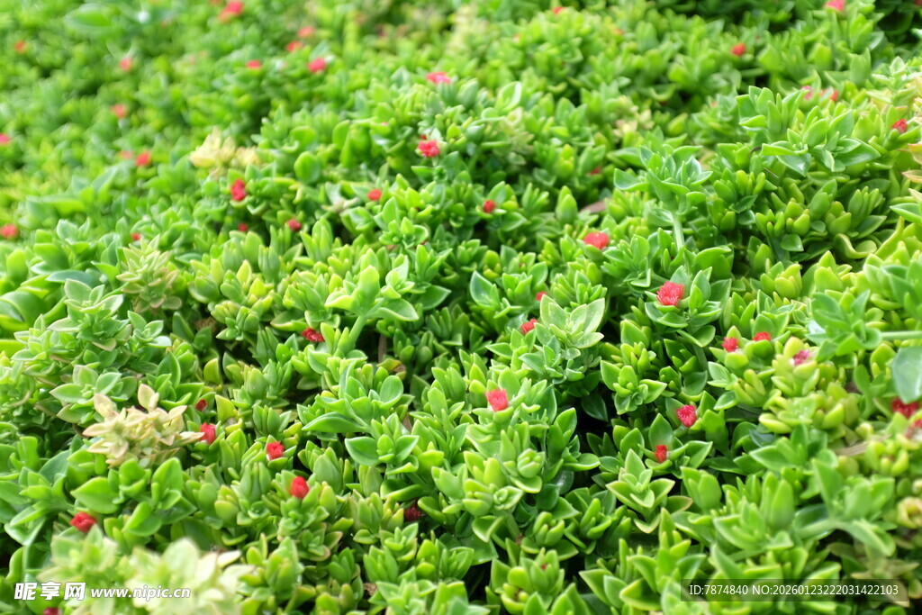 翠绿植物间点缀点点红