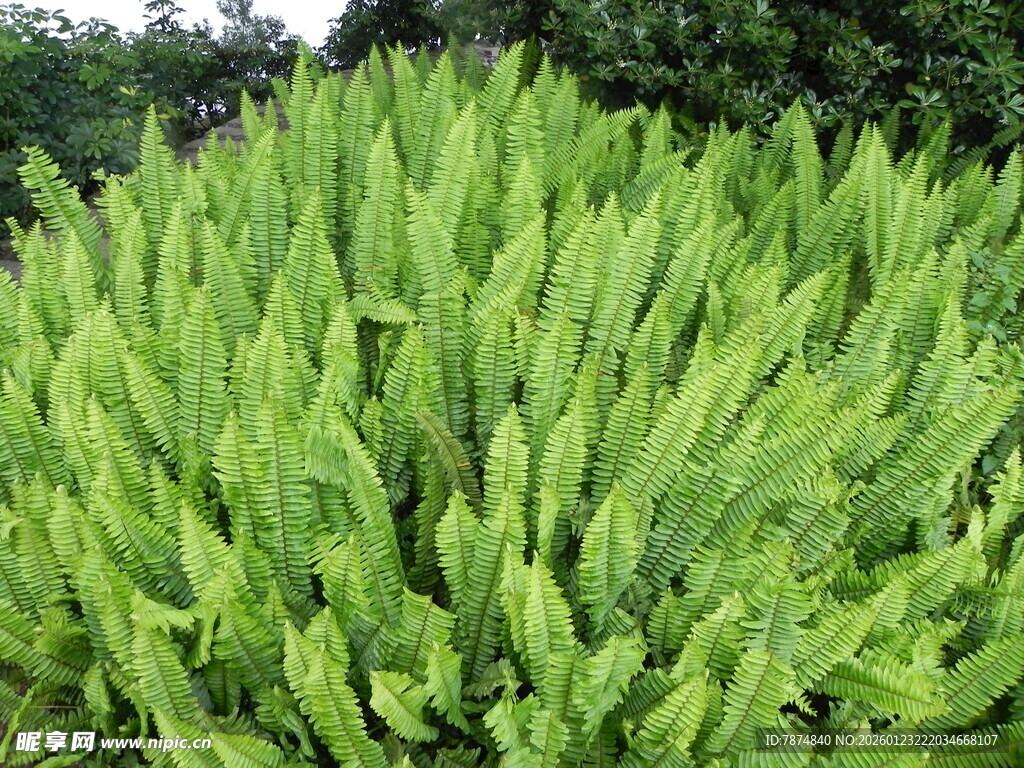 翠绿茂盛的绿色植物景观