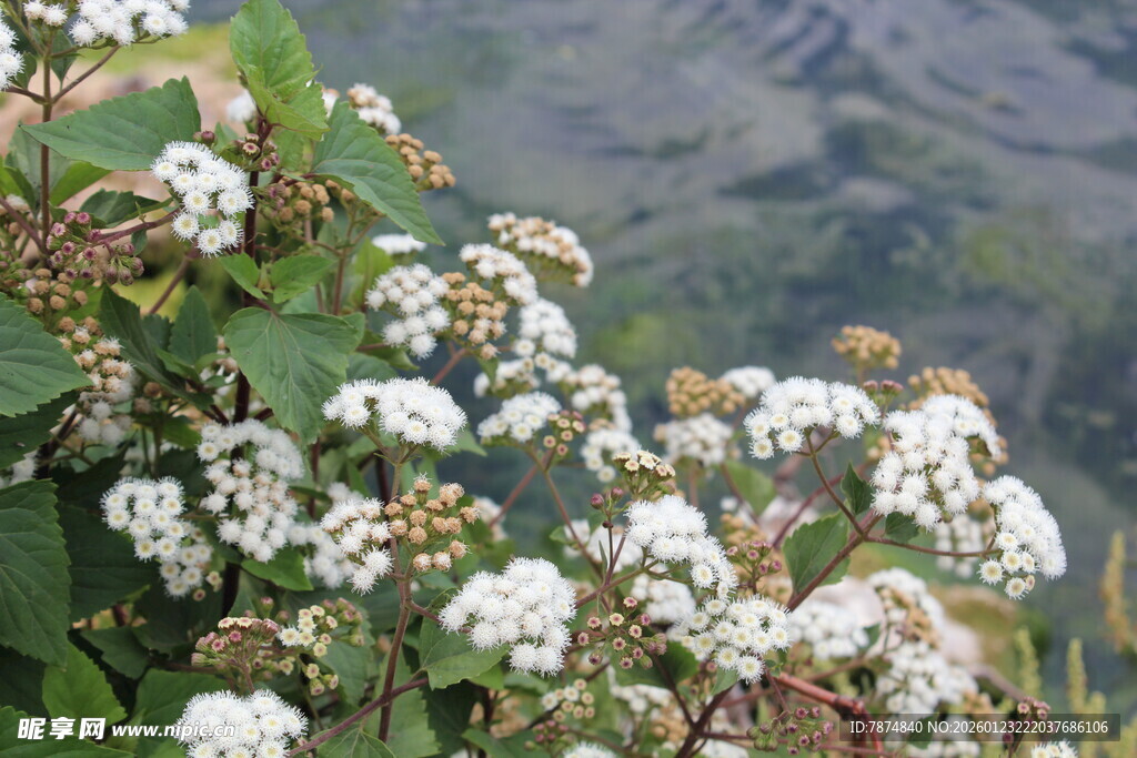 山间绽放的白色小花