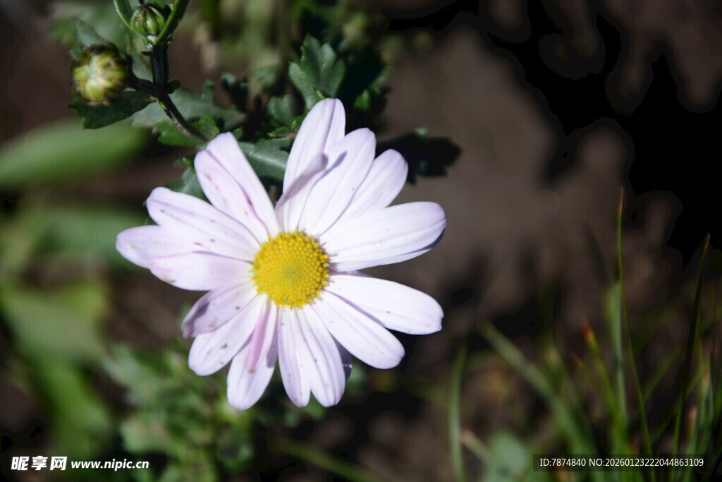 白色雏菊绽放于草丛间