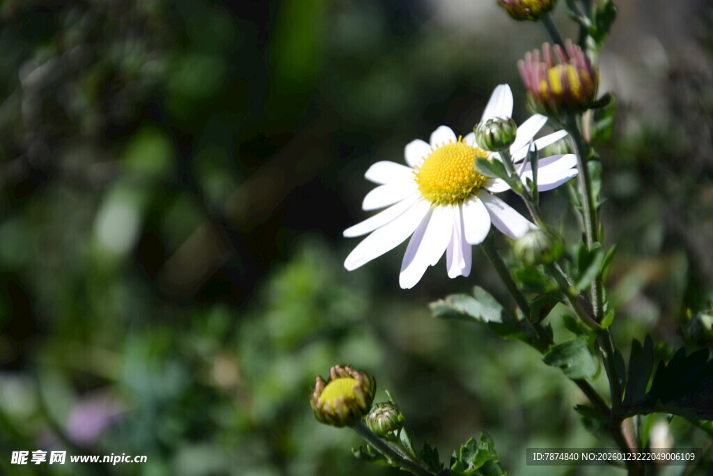 白色雏菊绽放于绿意间