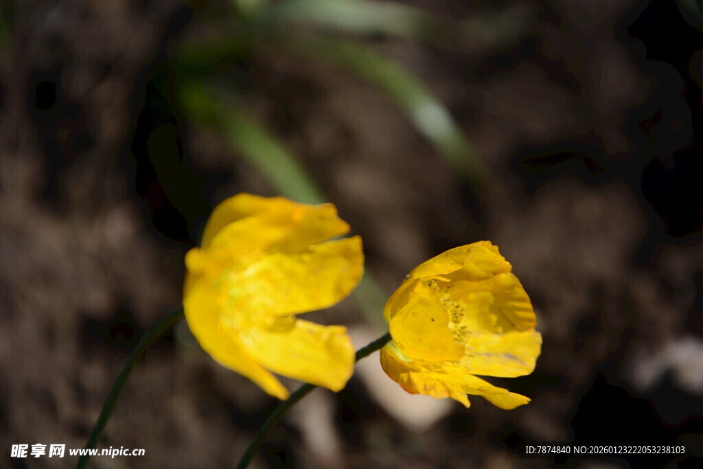 两朵黄色小花绽放
