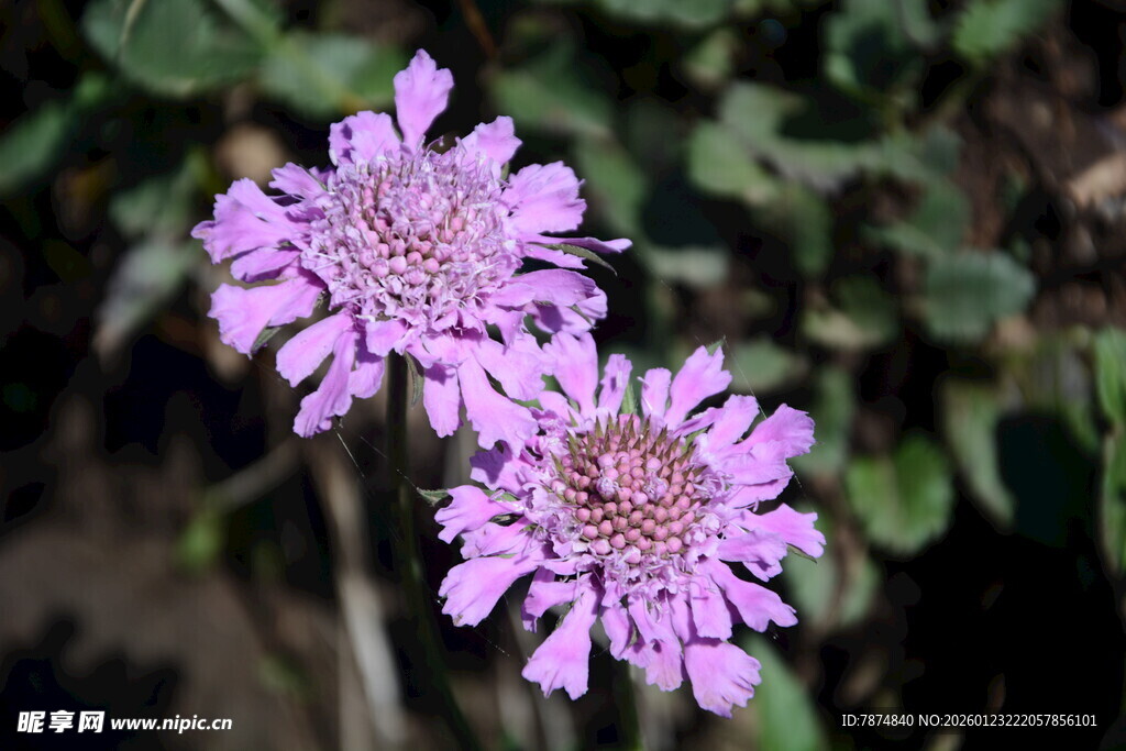 两朵淡紫色美丽花朵绽放