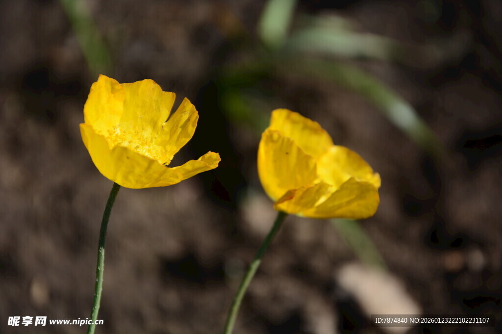 两朵黄色娇艳虞美人花