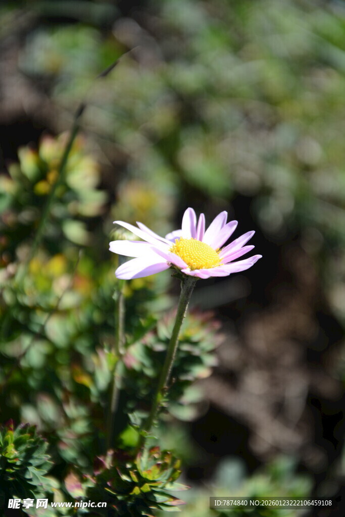 白色小花绽放于绿植间