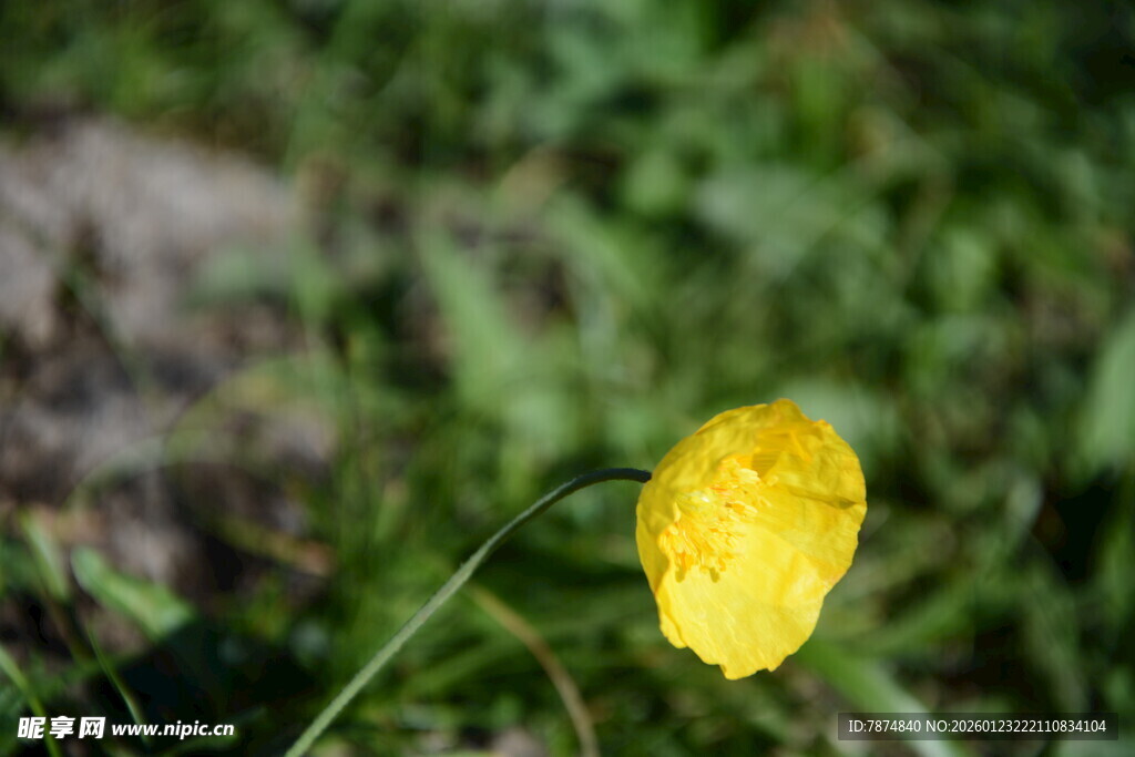 黄色小花绽放于绿野