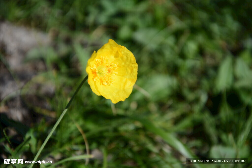 黄色小花绽放于绿草间