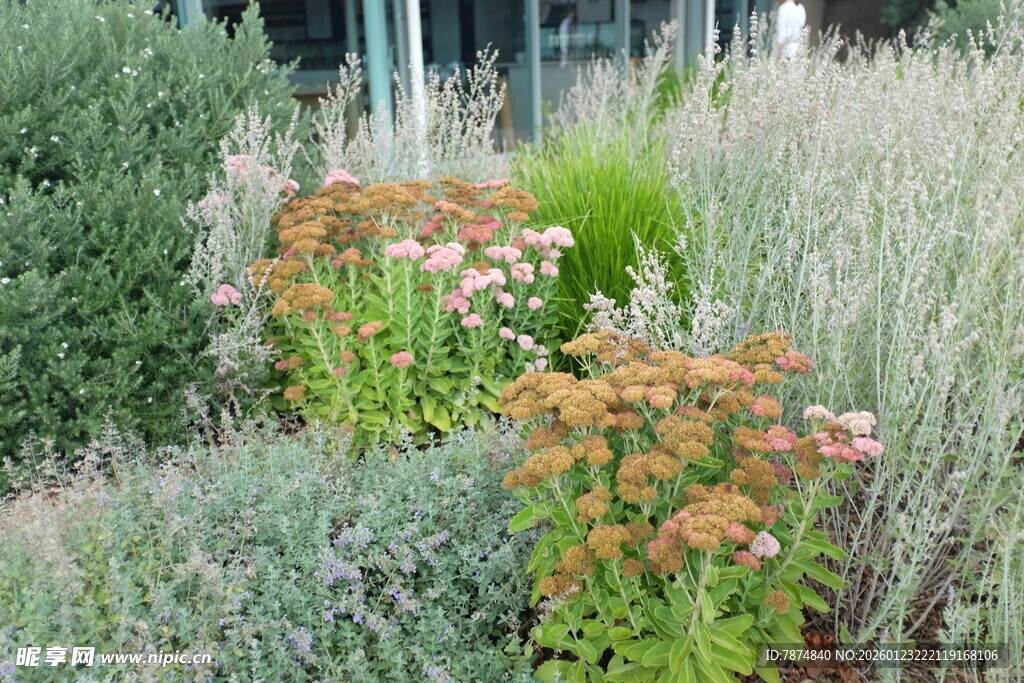 花园中的多彩植物景观