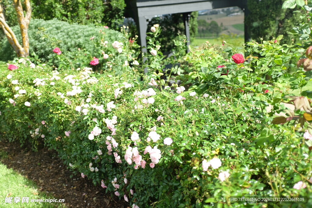 繁花簇拥的户外景致