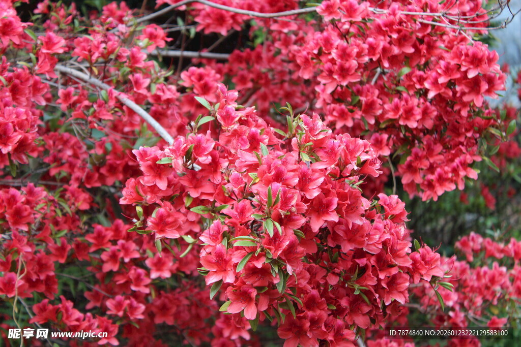 盛开的艳丽红色花卉