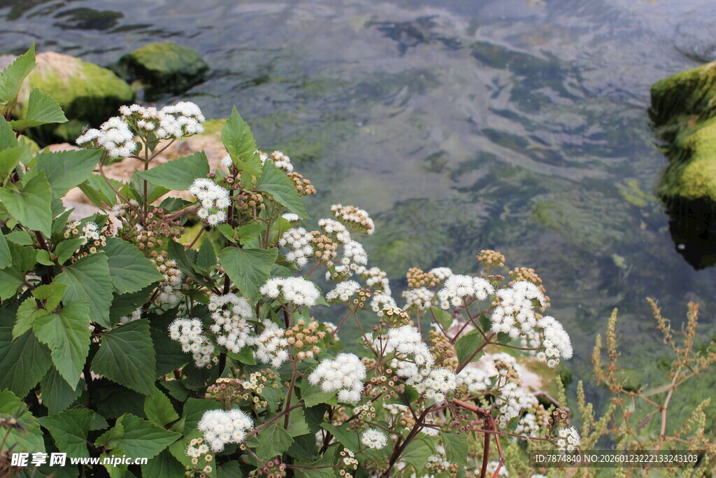 溪边绽放的白色小花