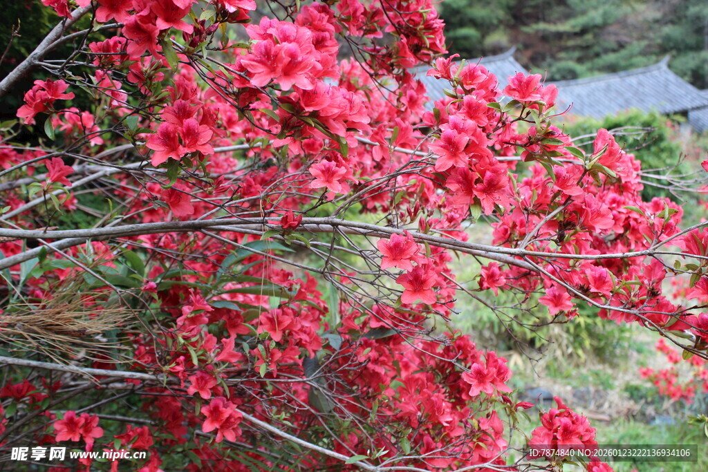艳丽红花朵满枝头
