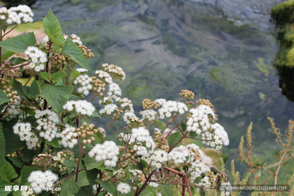 溪边绽放的白色小花