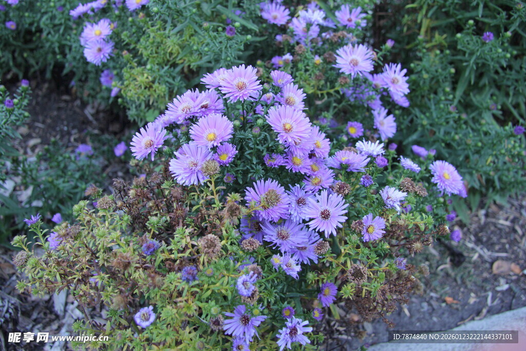 紫色小花绽放于绿植间