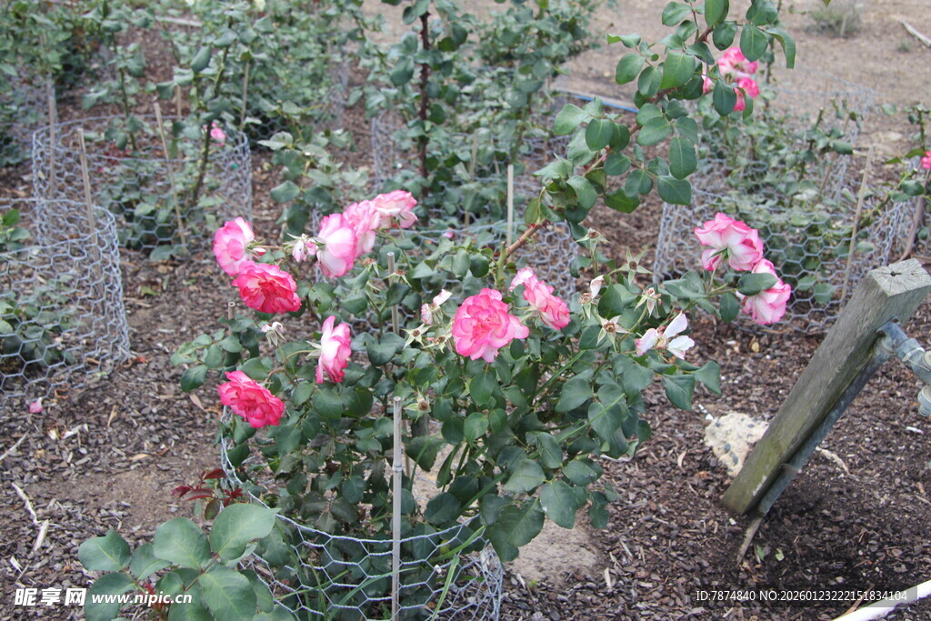 花园中绽放的娇艳粉色花朵