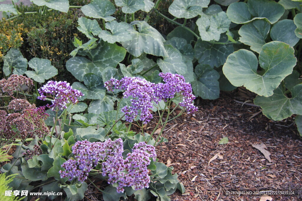 紫色花卉与绿叶植物景观