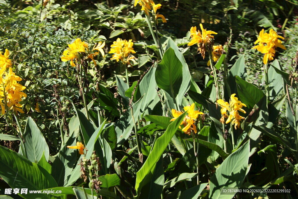 金黄美人蕉绽放绿意间