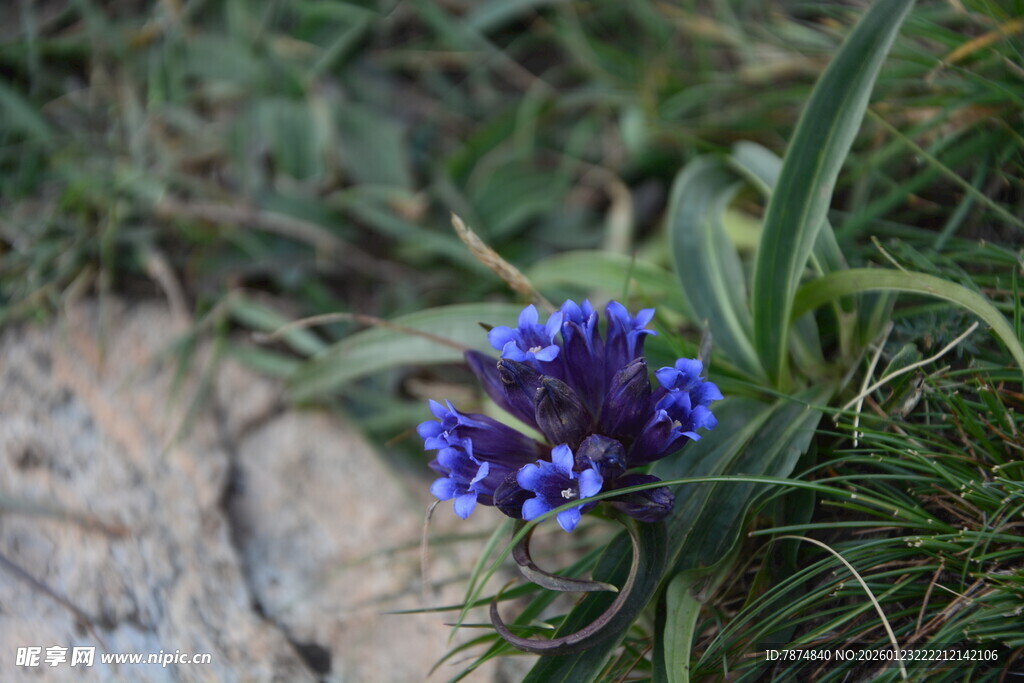 蓝花绽放于草地间