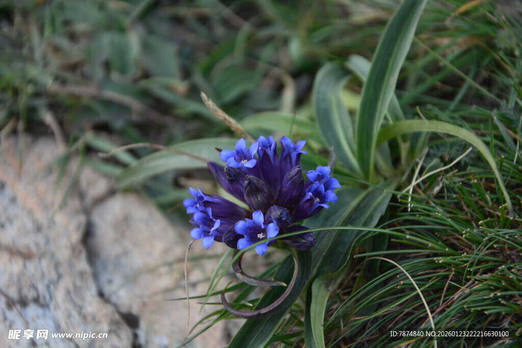 蓝色小花绽放于草丛间