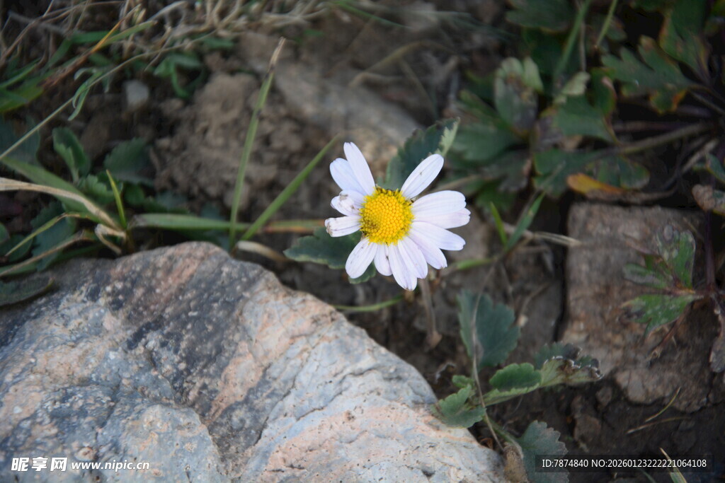 石旁绽放的白色小雏菊