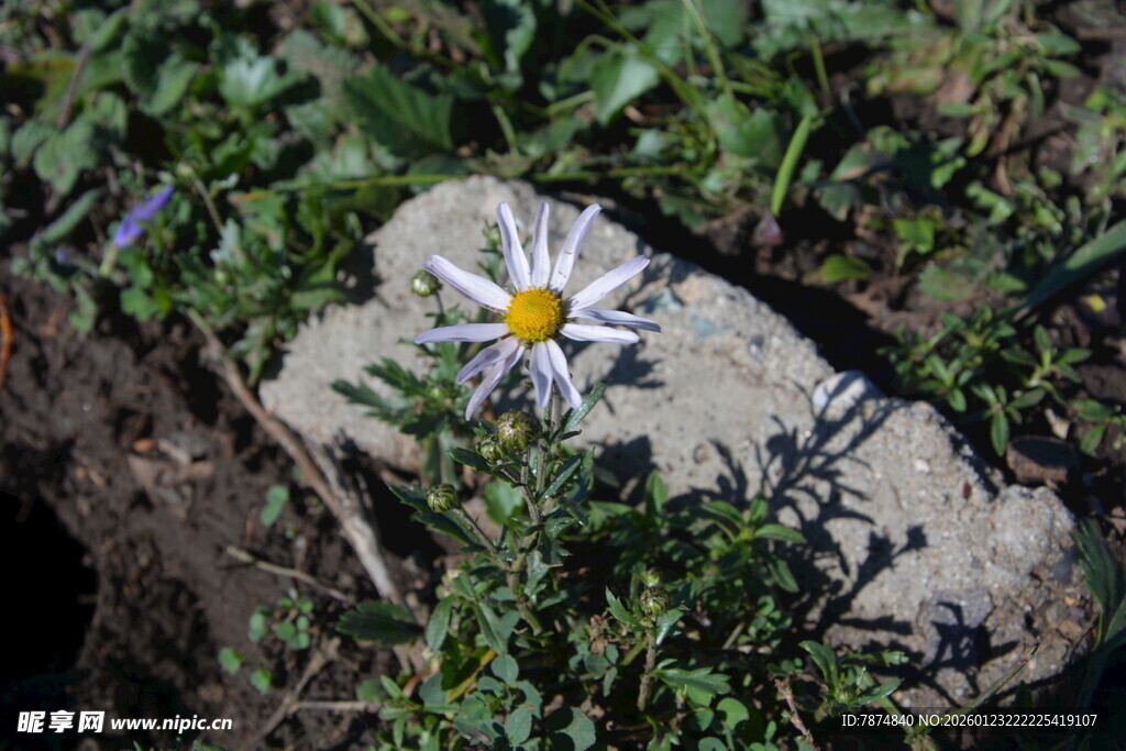 石旁绽放的素雅小白花