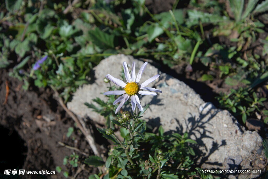 石旁绽放的素雅小花
