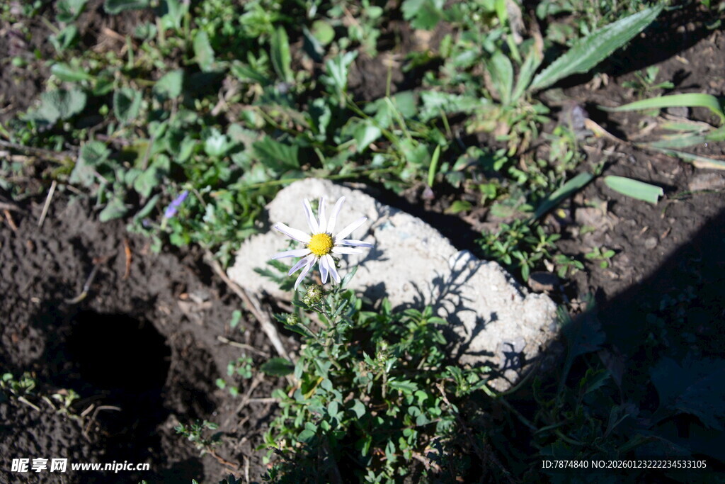 石缝中绽放的小花