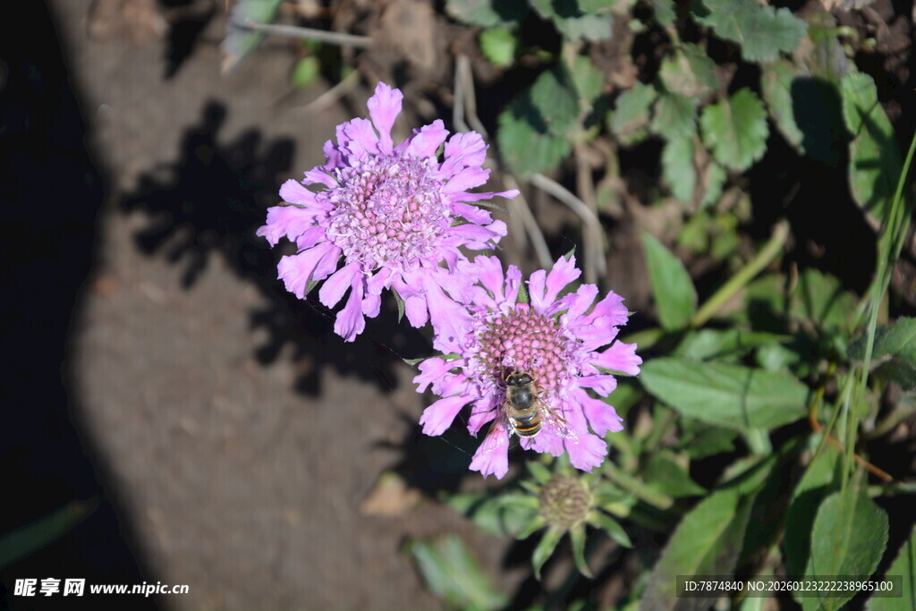 两朵美丽的紫色小花