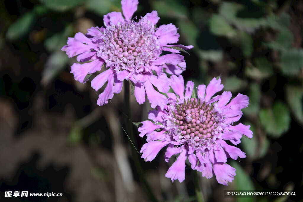 两朵紫色美丽花朵绽放