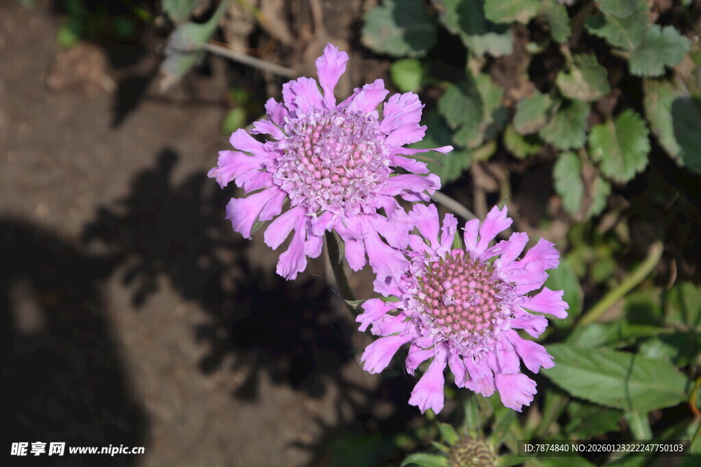 两朵娇艳的紫色花朵