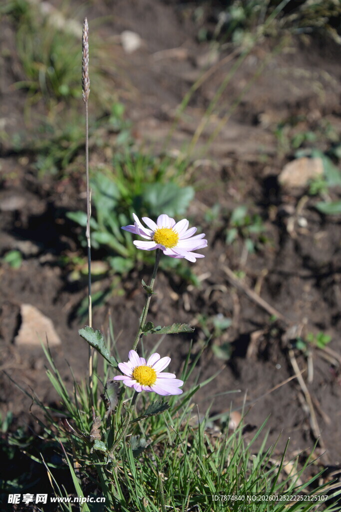 泥土中的两朵小白花