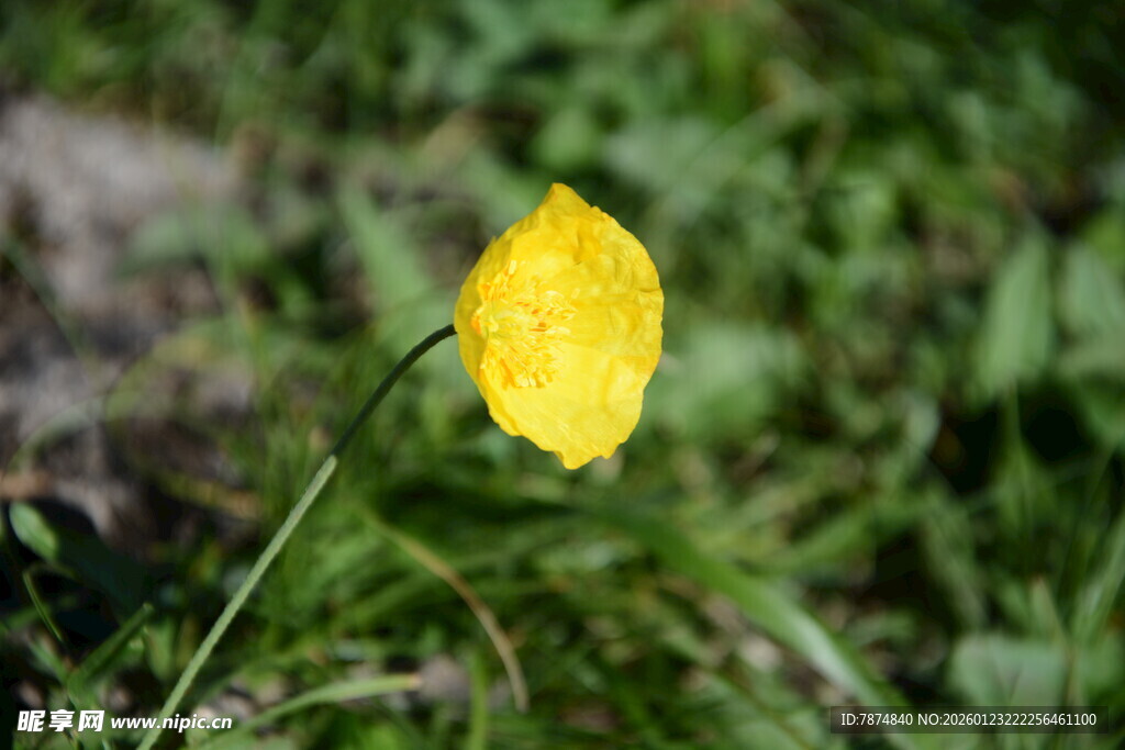 黄色小花绽放于草地