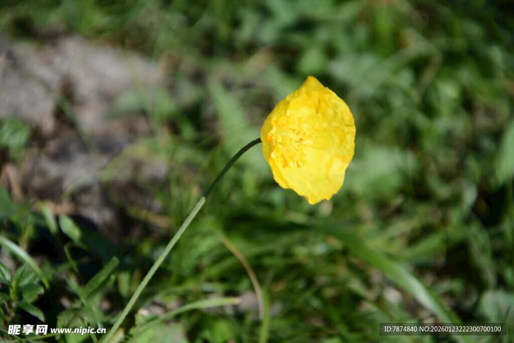 黄色小花绽放于草丛中
