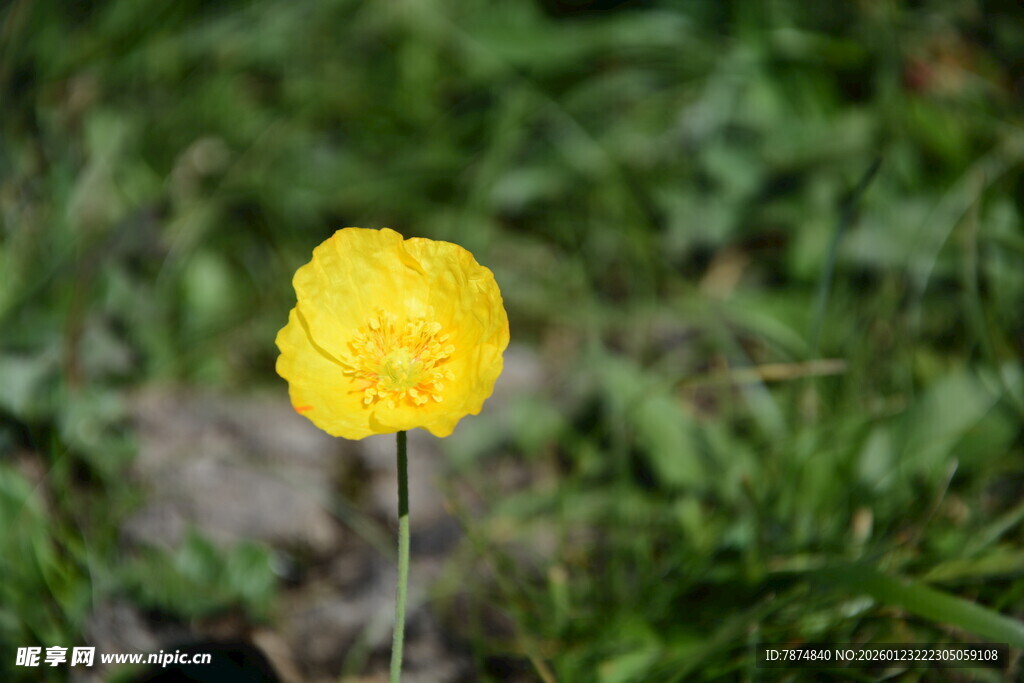 黄色小花绽放于草丛中