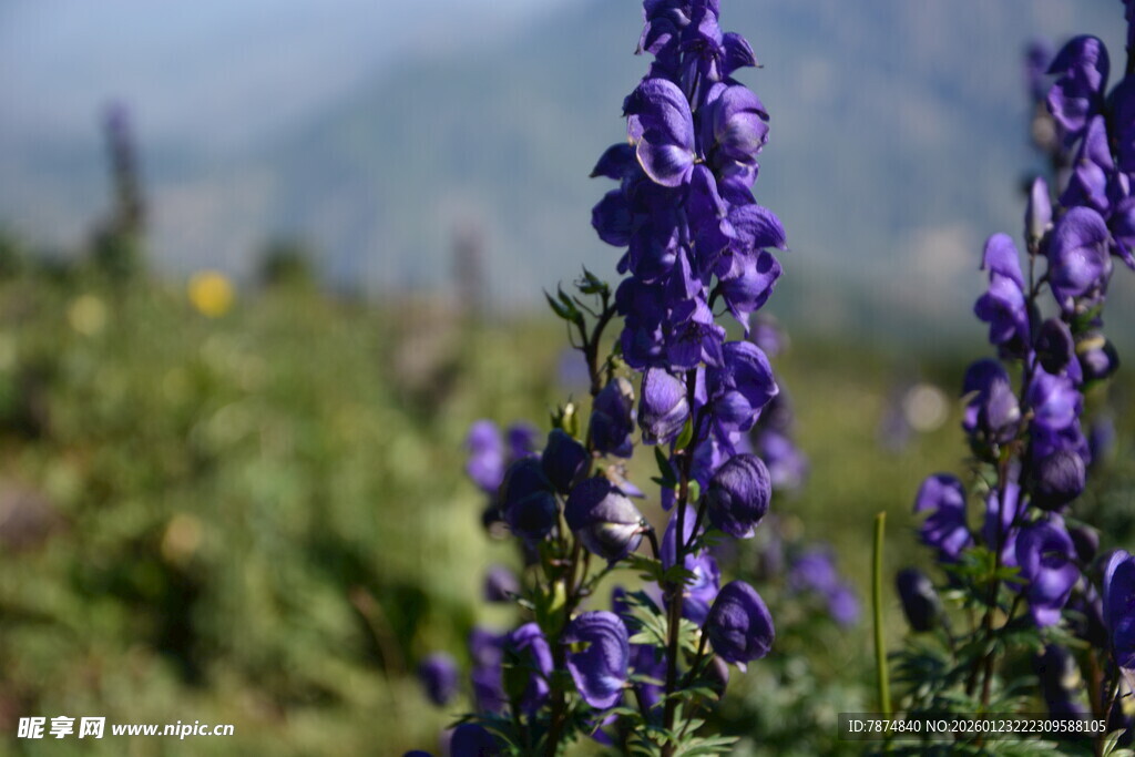 紫色野花绽放于山野间