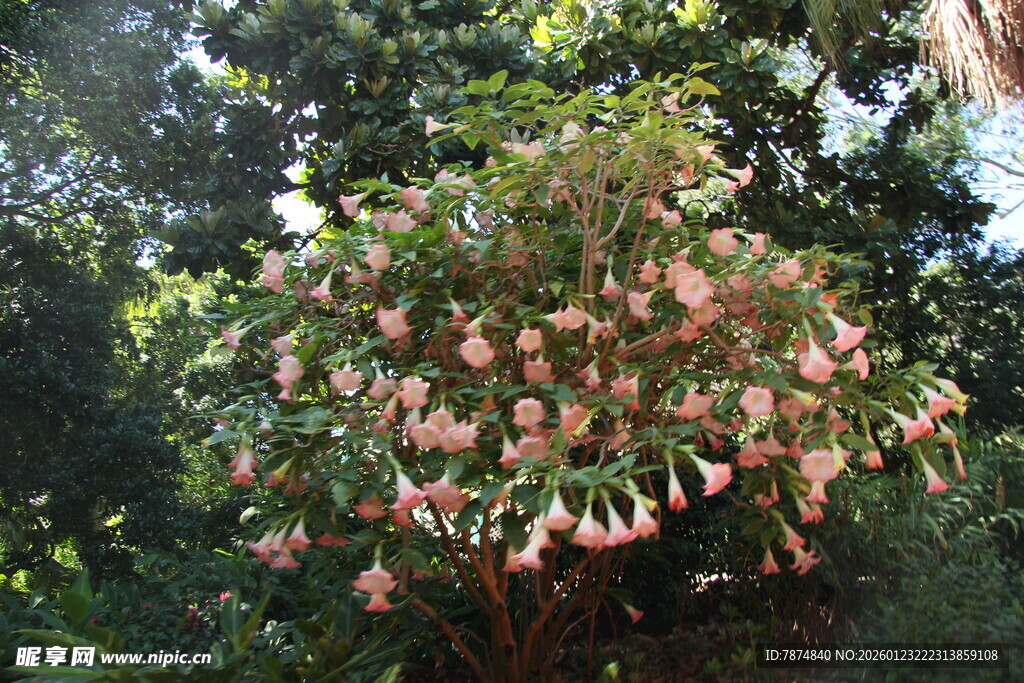 盛开的粉色繁花灌木