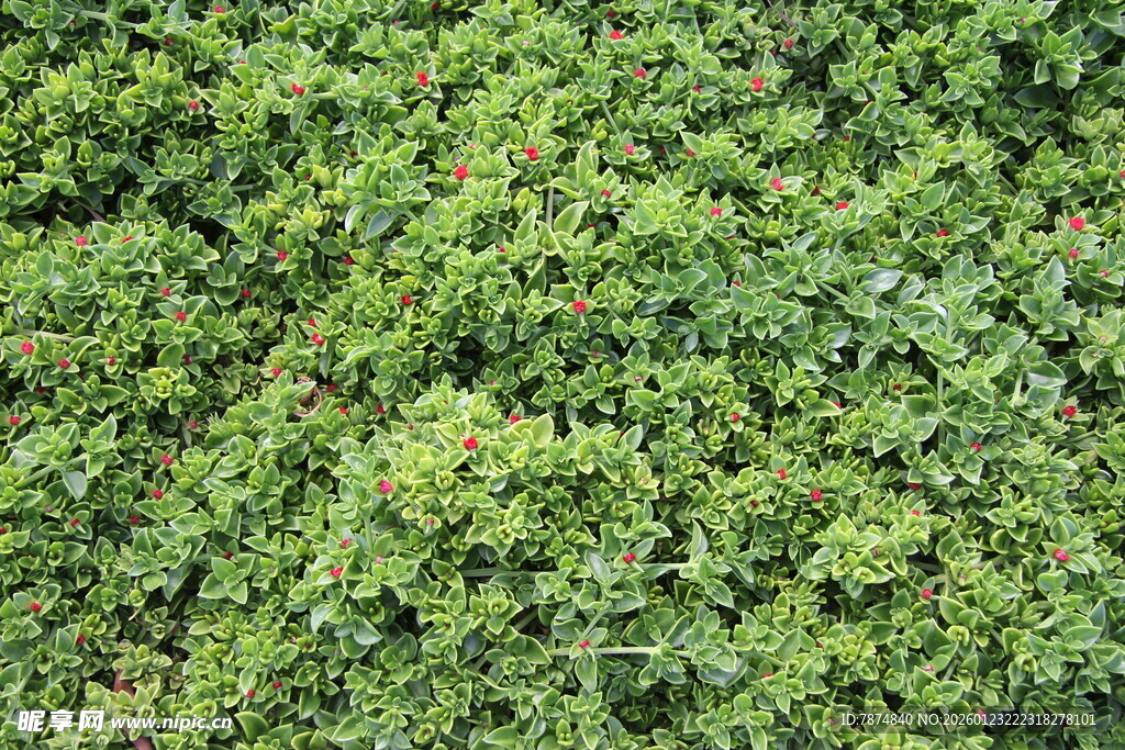 翠绿繁茂的植物景观
