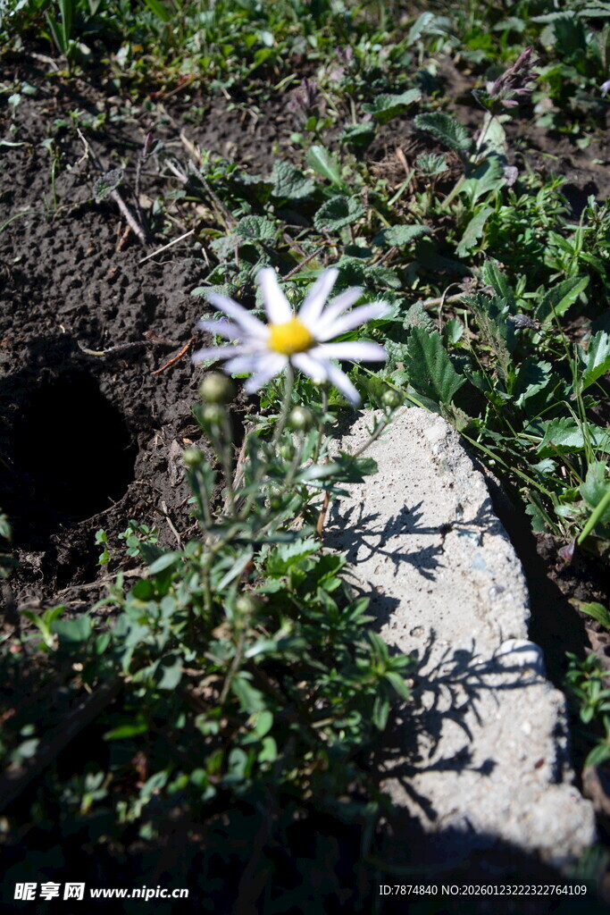 石缝中绽放的白色小花