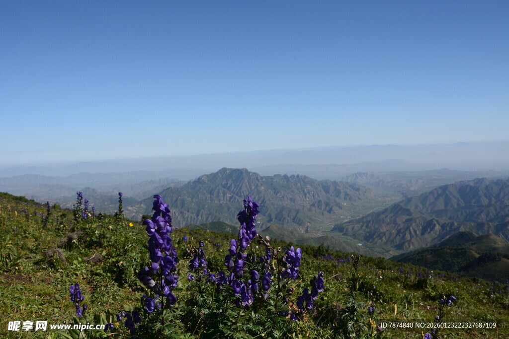 山间紫花绽于绿野蓝天