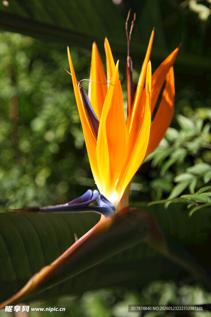 艳丽鹤望兰绽放