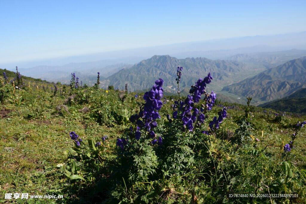 山间紫花绽放美景